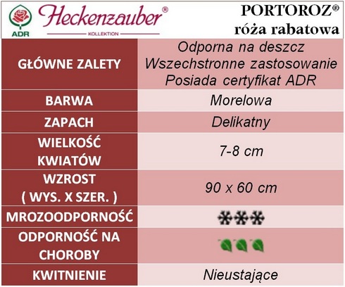 Portoroz róże rabatowe